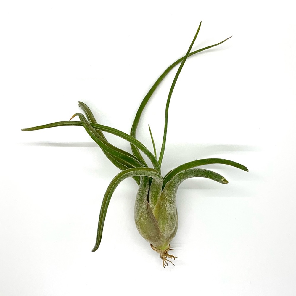 🌿2/$20 Air Plant - Medusa